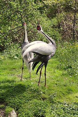 A mated pair of white-naped cranes (Antigone vipio) performing a "unison call", which strengthens the pair bond and provides a territorial warning to other cranes