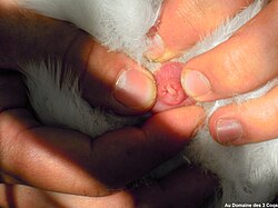 Cloaca of a male bird