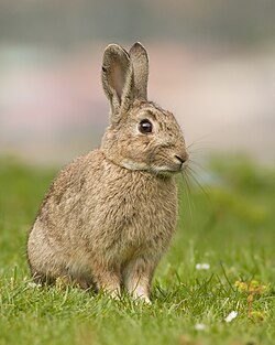 A European rabbit in Tasmania