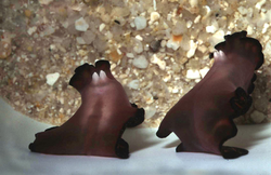 Turbellarians mating by penis fencing. Each has two penises on the undersides of their heads which they use to inject sperm.