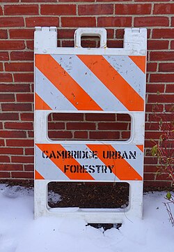 Cambridge Urban Forestry (Massachusetts)