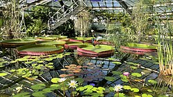 A 19th-century greenhouse featuring Victoria amazonica (giant Amazon water lily) in the Saint Petersburg Botanical Garden