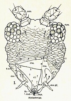 Asymmetric mouthparts of Heliothrips