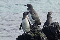 Gálapagos Penguins near Isabela Island