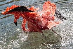 Individual at SeaWorld San Diego cleaning its feathers