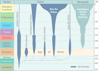 Spindle diagram for the evolution of vertebrates[36]