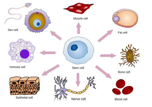 Stem cell differentiation into various animal tissue types