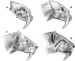 Step by step reconstructions of the head's anatomy by Antón