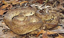 P. m. mugitus, Florida pine snake