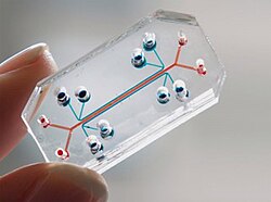 Lung on a chip