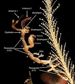 Morphology of a male skeleton shrimp, Caprella mutica