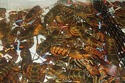 Lobsters awaiting purchase in Trenton, Maine
