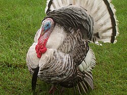 Male domesticated turkey sexually displaying by showing the snood hanging over the beak, the caruncles hanging from the throat, and the 'beard' of small, black, stiff feathers on the chest