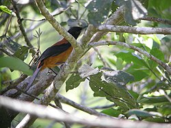 Hooded pitohui