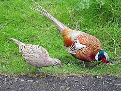 Female (left) and male (right) pheasant, a sexually dimorphic species
