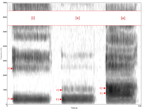 Spectrogram of vowels [i, u, ɑ]. [ɑ] is a low vowel, so its F1 value is higher than that of [i] and [u], which are high vowels. [i] is a front vowel, so its F2 is substantially higher than that of [u] and [ɑ], which are back vowels.