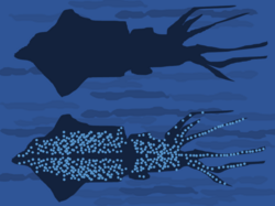 Principle of counter-illumination in the firefly squid