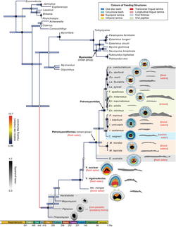 Phylogeny including extinct taxa, with a younger divergence date estimate