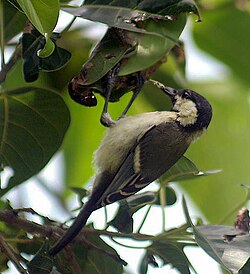 Cinereous tit (Parus cinereus) hanging from a leaf and gleaning