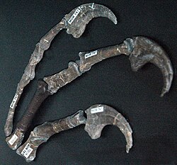 Hand bones of MOR 747