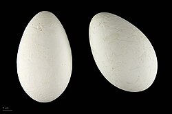 Phoenicopterus ruber - MHNT