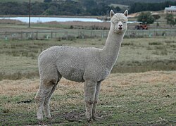 Alpaca near a farm