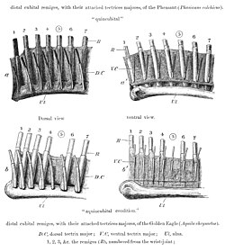 Secondaries of a pheasant showing eutaxis (above) and an eagle showing diastataxis (below)