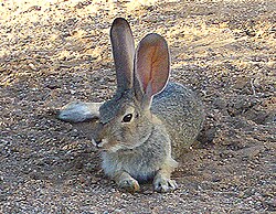The blood flow through the rabbit's ears helps with thermoregulation, as seen in this desert cottontail.[72]