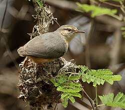 Long-billed crombec (Sylvietta rufescens) in South Africa