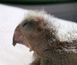 A Senegal parrot chick at about two weeks after hatching. The egg tooth is near the tip of its beak on the upper mandible.