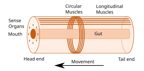 Idealised nephrozoan body plan.[c] With an elongated body and a direction of movement the animal has head and tail ends. Sense organs and mouth form the basis of the head. Opposed circular and longitudinal muscles enable peristaltic motion.