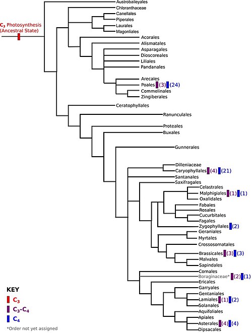 Evolution of the angiosperms according to the Angiosperm Phylogeny Group (2013) Key: C3 – C3 carbon fixation; C4 – C4 carbon fixation