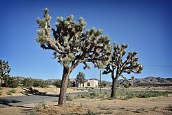 Yucca Valley with Visitor Center in Background in June 2017
