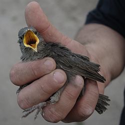 The gapes of juvenile altricial birds are often brightly colored, as in this common starling.