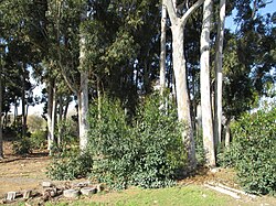 Near the ground these Eucalyptus saplings have juvenile dorsiventral foliage from the previous year, but this season their newly sprouting foliage is isobilateral, like the mature foliage on the adult trees above.