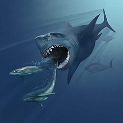 Artistic impression of two Eobalaenoptera whales pursued by the giant shark Otodus megalodon