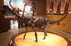Modern reconstructed Camarasaurus skeleton