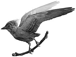 Restoration of the plumage pattern, based on specimen CUGB P1401