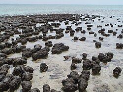 Modern stromatolites in Hamelin Pool Marine Nature Reserve, Western Australia