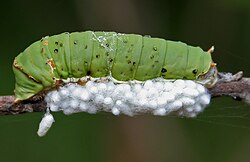 Braconid parasitoidal wasp (Apanteles species) cocoons attached to lime butterfly (Papilio demoleus) caterpillar
