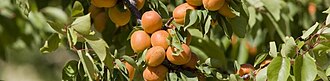 Drome apricots