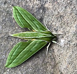 A sphinx moth, subfamily Macroglossinae, in Cibodas Botanical Garden, Java