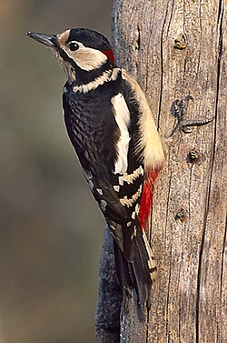 The great spotted woodpecker is an important predator of Eurasian nuthatch nests.[61]