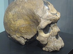 A Homo sapiens idaltu hominid skull
