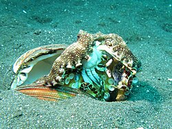 Amphioctopus marginatus eating a crab