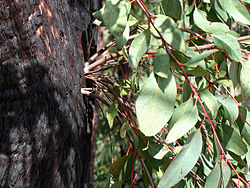 Epicormic shoots sprouting vigorously from epicormic buds beneath the bushfire damaged bark on the trunk of a Eucalyptus tree
