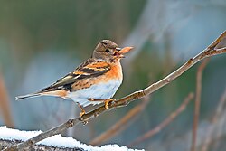Brambling in Pahalgam, Anantnag, Jammu and Kashmir
