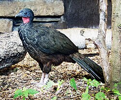 Spix's guan, Penelope jacquacu.