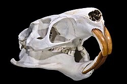 Skull