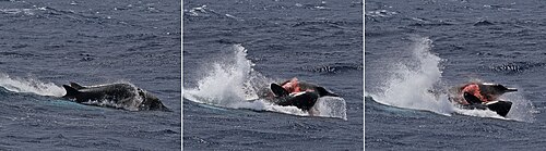 Orca attacking a strap-toothed beaked whale